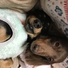 ことにゃんちゃん