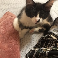くまお