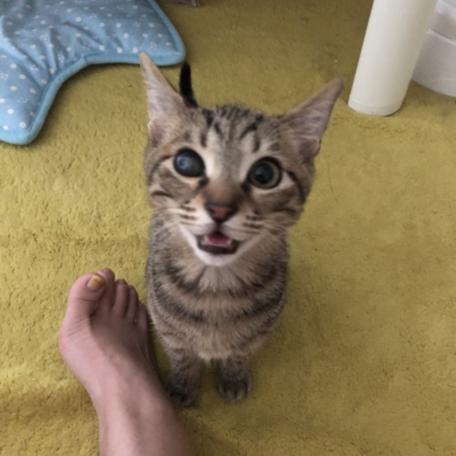 あやラスクのカバー写真