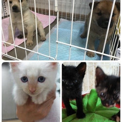 シュリのおうち主催 保護っ子犬猫譲渡会