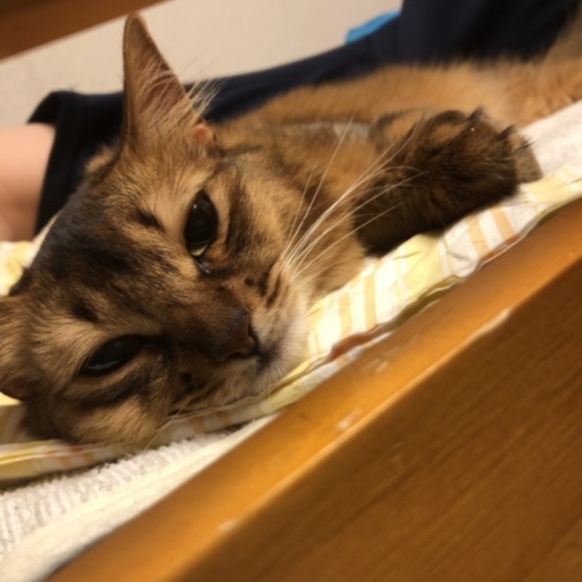 し み ずのカバー写真