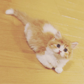 生後二か月非常にかわいい男の子に里親募集