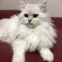 もふろう