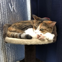 みかん