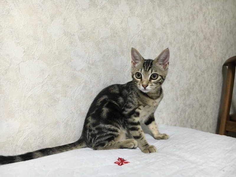 まぶたは重いですが超甘え」岐阜県 - 猫の里親募集(217027 