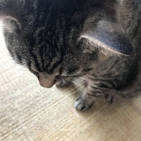 仙太郎