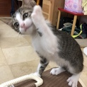 こねこ