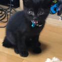 黒猫の子猫くん 約2カ月 宜しくお願い致します！