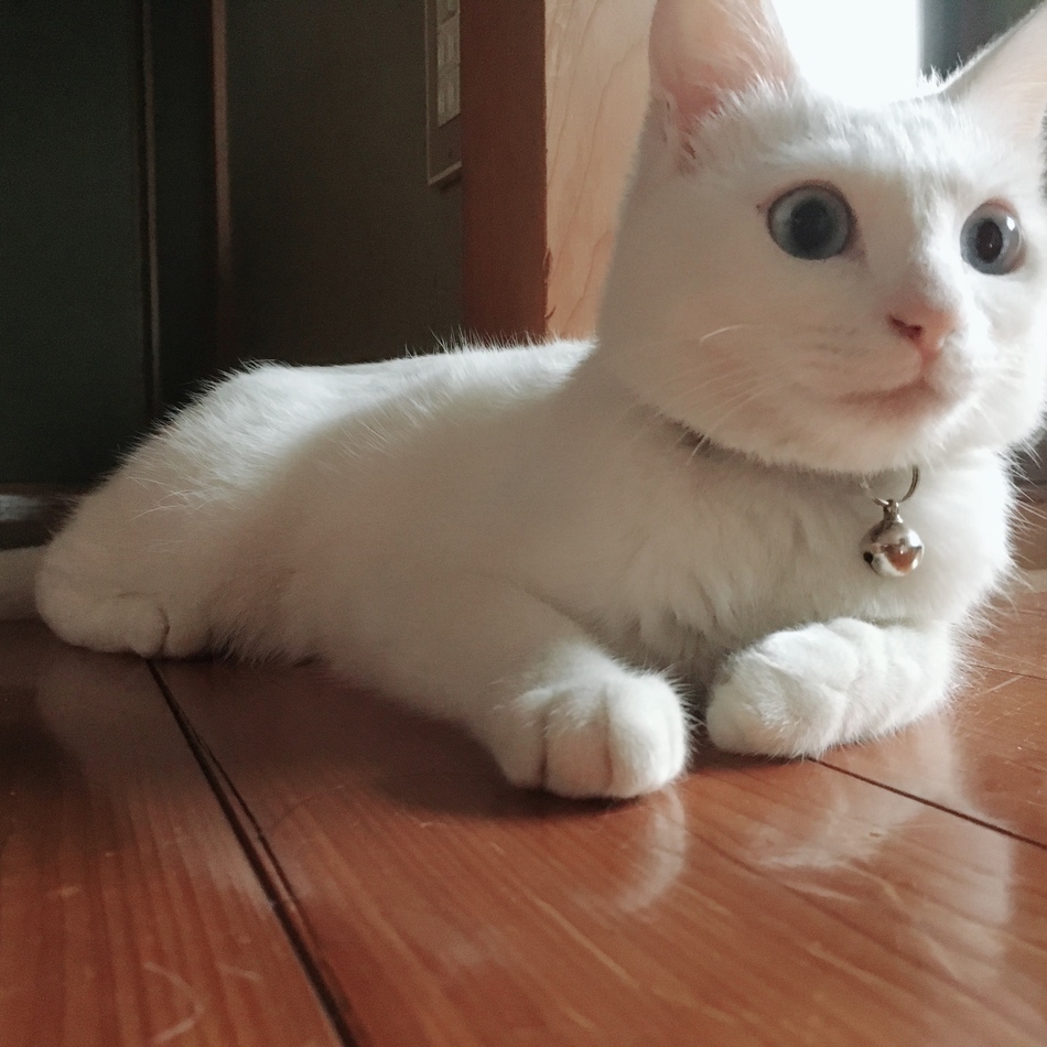 ルンルンのカバー写真