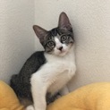 キリッと顔の可愛い4兄妹☆