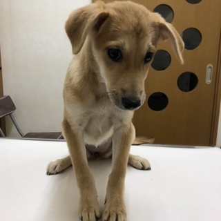 天真爛漫な兄妹の妹 ライラ トライアル