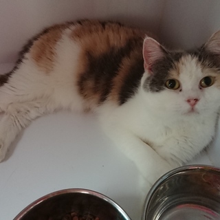 ブリティッシュショートヘアー♀