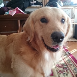 里親さんが決まりました。