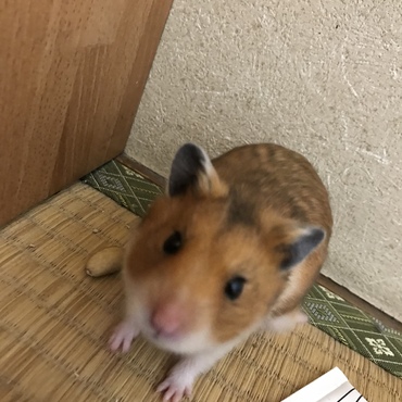 ピスタチオ！