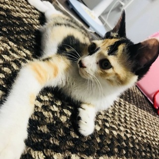 一人ぼっちで頑張ったミケ子猫(´･_･`)