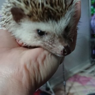 ハリネズミ里親募集