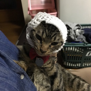 なんか変なの被らされたけど^^;