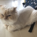 ヒマラヤン