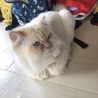 ヒマラヤン サムネイル2