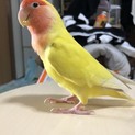 コザクラインコ里親探してます