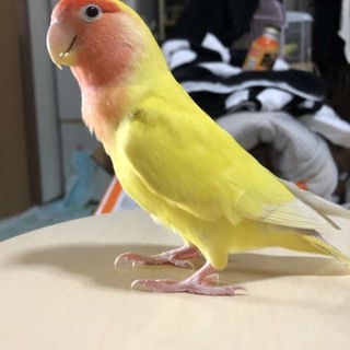 コザクラインコ里親探してます
