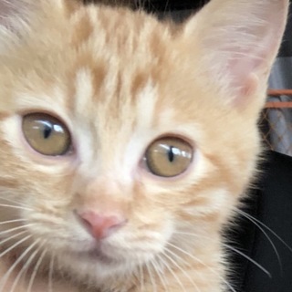 おてんば茶トラねこむすめ♡ニコちゃん（仮）