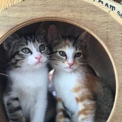 「ぐり君・グラちゃん里親様決まりました！！」サムネイル2