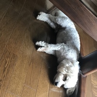 ザッシュ
