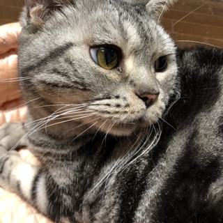 アメショー チャンピオンの女の子です。