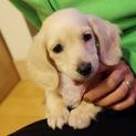 9ヶ月子犬ミニチュアダックス女の子