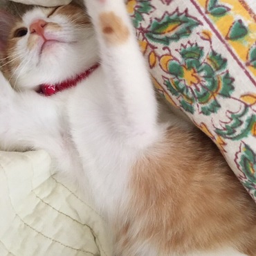 の写真