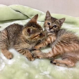 仲の良いサビキジの2姉妹♀♀