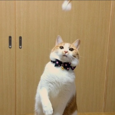 の写真