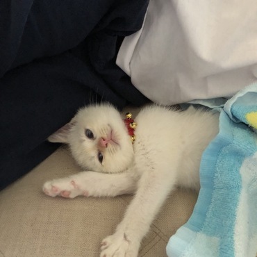 ココの写真
