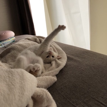 ココの写真