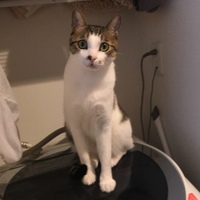 しらす
