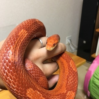 コーンスネーク 多数の応募有難うございます。