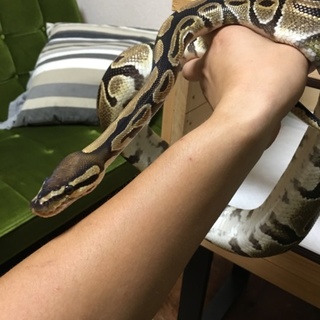 ボールパイソン  多数の応募有難うございます。
