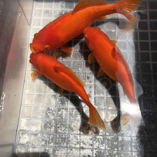 金魚の里親を探しています