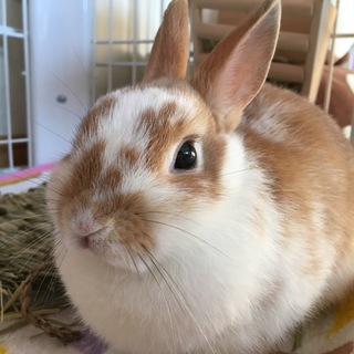 ネザーランドドワーフ