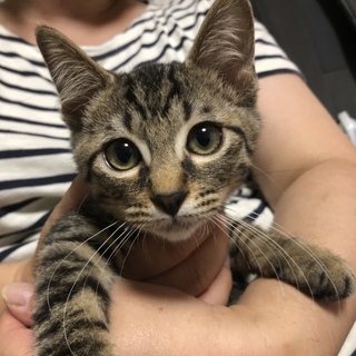 ベンガルっぽい3ヶ月のきじとらくん