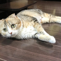 スコティッシュ ♀三毛 ななみちゃん！