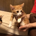 トライアル中のため一旦終了 白ソックス子猫
