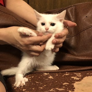 お見合い予定アリ 一旦終了します！ふわふわ子猫白