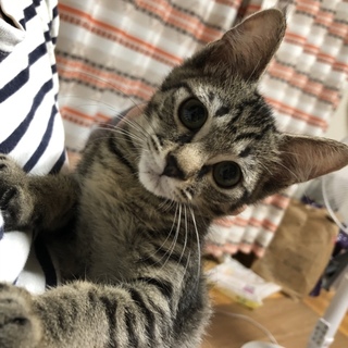 ベンガル風の3ヶ月の女の子