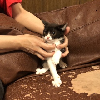 お見合い予定あり 一旦終了！ハチワレ ハチ子