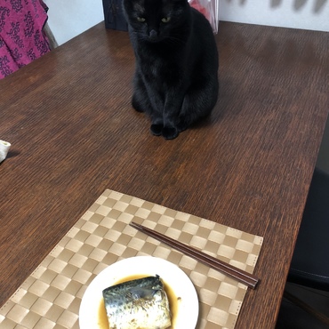 見てないよー。大丈夫だから！食べないって約束...。は無理！