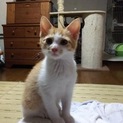 茶白ちゃん 代理投稿