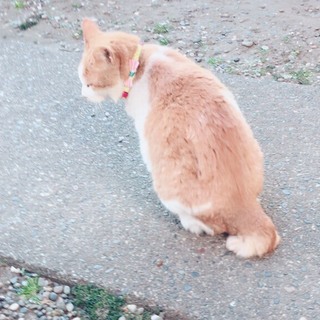 急募！あと二週間の命を助けてください。