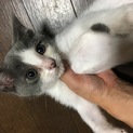 とっても美人さんの子猫２匹メス県西